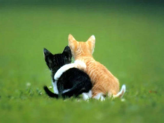 hugging kittens Tujuan dan Esensi Ospek Pengkaderan Massal