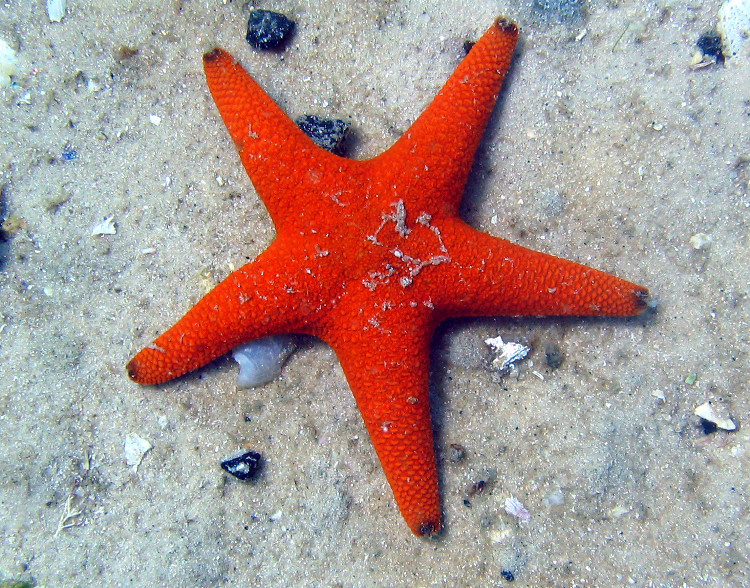 http://denisrahadian.files.wordpress.com/2008/09/starfish-1.jpg